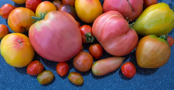 Grupo Tomates Colores Cerca —  Fotos de Stock