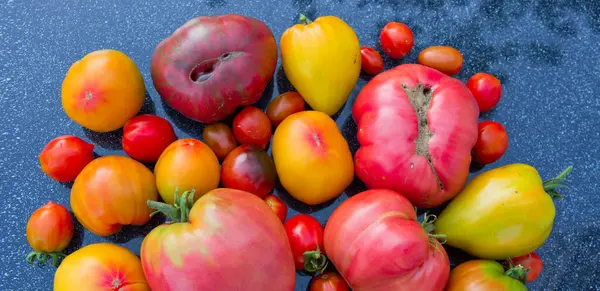Grupo Tomates Colores Cerca —  Fotos de Stock