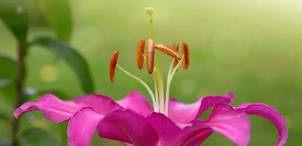 自然の緑色の背景に大きなリリーの花のピンク — ストック写真