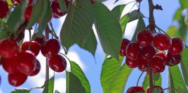 Branch of ripe cherries on a tree in summer garden