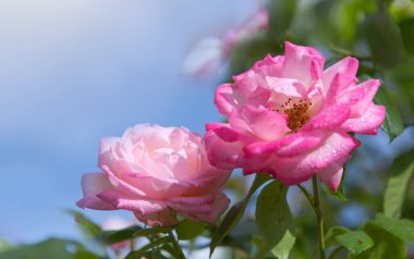 Gül pembe çiçekleri dalları mavi gökyüzünde.