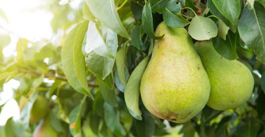 Dalda taze armutlar. Yaz bahçesinde armut ağacı.