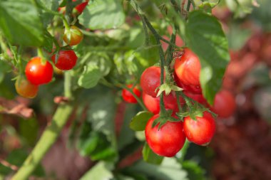 Kokteyl domatesleri ve henüz olgunlaşmamış olanlar bahçedeki bir domates bitkisinin sarmaşığına asılı..