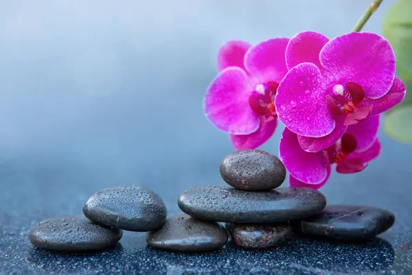 Rosa Orchideenblüten Und Wellness Steine Auf Grauem Hintergrund Platz Für — Stockfoto