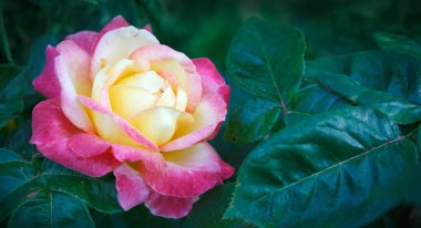 Mercan gülleri gri renkte soyutlanır.