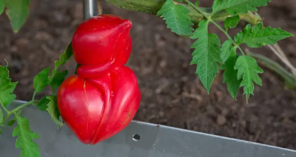 Ντομάτες Κόκκινες Μπριζόλες Που Καλλιεργούνται Στον Καλοκαιρινό Κήπο — Φωτογραφία Αρχείου