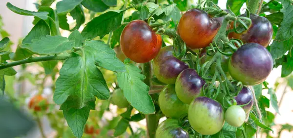 Färska Lila Tomater Och Några Som Ännu Inte Mogna Hänger — Stockfoto