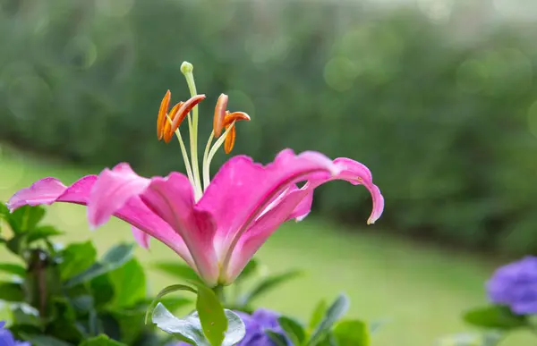 Rose Grande Fleur Lys Fond Lumière Verte Naturelle — Photo