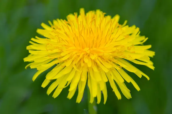 Jarní Květ Pampelišek Izolovaných Zeleném Pozadí — Stock fotografie