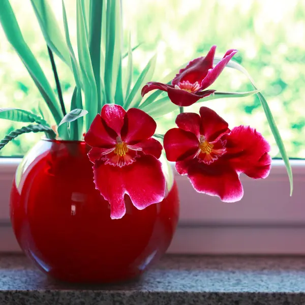 Red Blooming Orchid Flowers Pot Windowsill — Stock Photo, Image