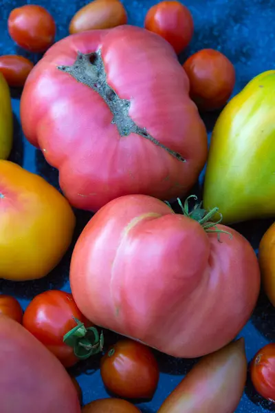 Grupo Tomates Colores Aislados Gris —  Fotos de Stock