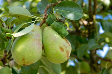 Dalda taze armutlar. Yaz bahçesinde armut ağacı.