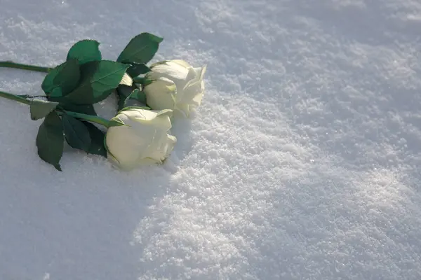 Two White Roses Snow Winter Happy Valentines Day Celebration — Stock Photo, Image