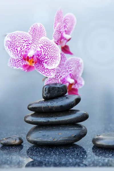 Rosa Orchideenblüten Und Wellness Steine Auf Grauem Hintergrund Platz Für Stockbild