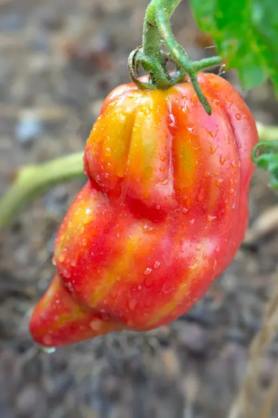 Duży Soczysty Pomidor Tulipanowy Ogrodzie Obraz Stockowy