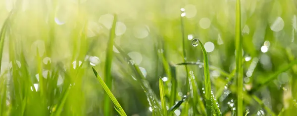 鲜绿的春草 露水滴在近处 软焦点 大自然的春天背景 免版税图库图片