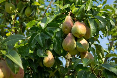 Dalda taze armutlar. Yaz bahçesinde armut ağacı.