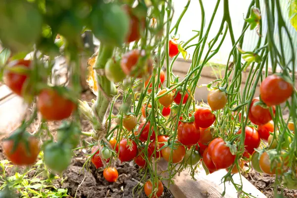 鸡尾酒番茄和一些还没有成熟的西红柿挂在花园里番茄植物的葡萄藤上 Geranium吻西红柿 — 图库照片
