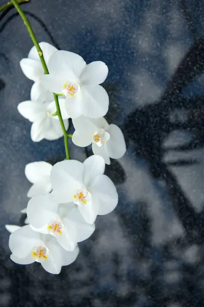 Weiße Orchideenblume Auf Grauem Hintergrund Platz Für Einen Text lizenzfreie Stockbilder