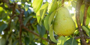 Meyve bahçesindeki bir dalda bir armuda yaklaş .