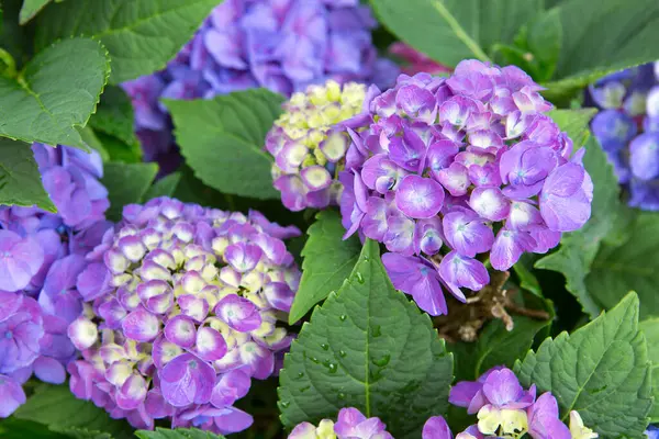 蓝色绣球花生长在花园 花卉美丽的背景 免版税图库照片