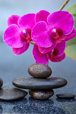 Gri arkaplanda pembe orkide çiçekleri ve spa taşları, metin için boşluk.
