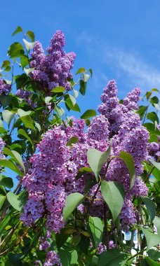 Çalılıklarda bir dal leylak.