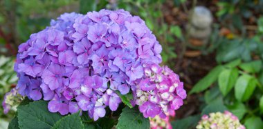 mavi ortanca çiçekleri Bahçe, çiçek güzel arka planda