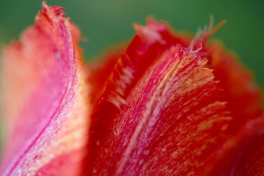 Bahçedeki kırmızı lale. Doğanın bahar arkaplanı. Kırmızı laleye yakın. .