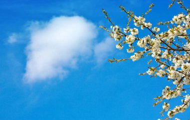 Çiçek açan kirazın kapanışı bulanık arkaplanda izole edildi.