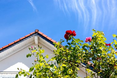 Mavi gökyüzünde beyaz kabarık bulutlar ve güller.