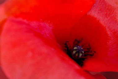 Red poppy close up from above horizontal. Abstract nature background.