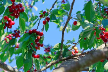 Branch of ripe cherries on a tree in summer garden