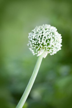 White flower of chives in the summer garden. Close up