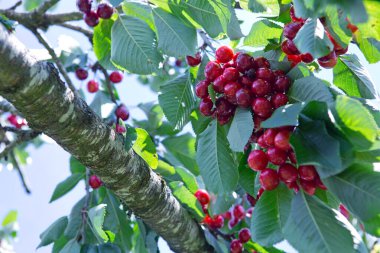 Branch of ripe cherries on a tree in summer garden
