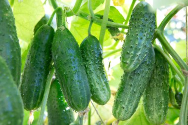 Sebze bahçesinde yetişen yeşil salatalıklar..