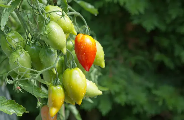 stock image Fresh green tomatoes and some that are not ripe yet hanging on the vine of a tomato plant in the garden.