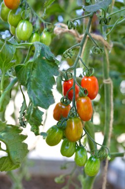 Kokteyl domatesleri ve henüz olgunlaşmamış olanlar bahçedeki bir domates bitkisinin sarmaşığına asılı..