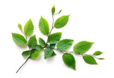 Beyaz arka planda taze yeşil yapraklı kayın dalı.