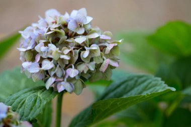 Bahçede yetişen eski ortanca çiçekleri, güzel bir arka plan.