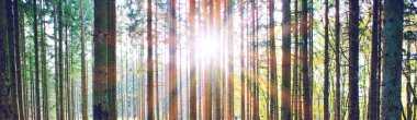 Beautiful forest background with sun rays.