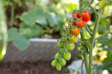 Kokteyl domatesleri ve henüz olgunlaşmamış olanlar bahçedeki bir domates bitkisinin sarmaşığına asılı..