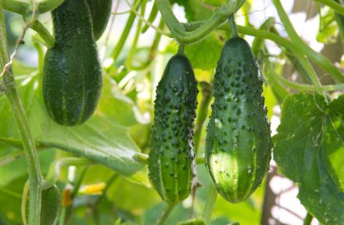 Sebze bahçesinde yetişen yeşil salatalıklar..