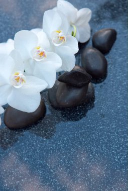 Gri arkaplanda beyaz orkide çiçekleri ve siyah taşlar, metin için boşluk .