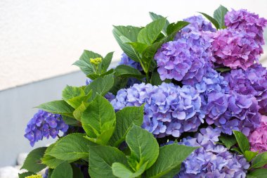 mavi ortanca çiçekleri Bahçe, çiçek güzel arka planda