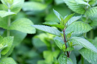 Çiftliğin bitkisel bahçesinde nane şekeri, yakın plan..