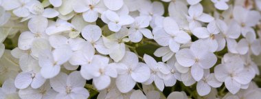 Arkaplan beyaz çiçekleri ortanca, yakın plan.