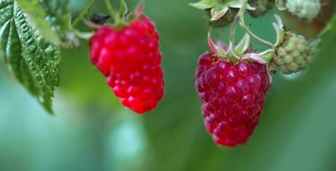 Bahçede kırmızı ahududular ve yeşil yapraklar, yakın plan..