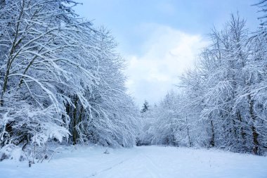 Beyaz kar kış ormanı .