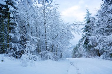 Beyaz kar kış ormanı .